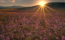 sunset landscapes sun flowers hills meadow sunlight 1920x1080 wallpaper 